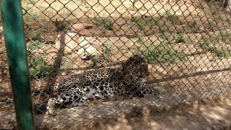 udaipur_sajjangarh_wildlife_santuary_4