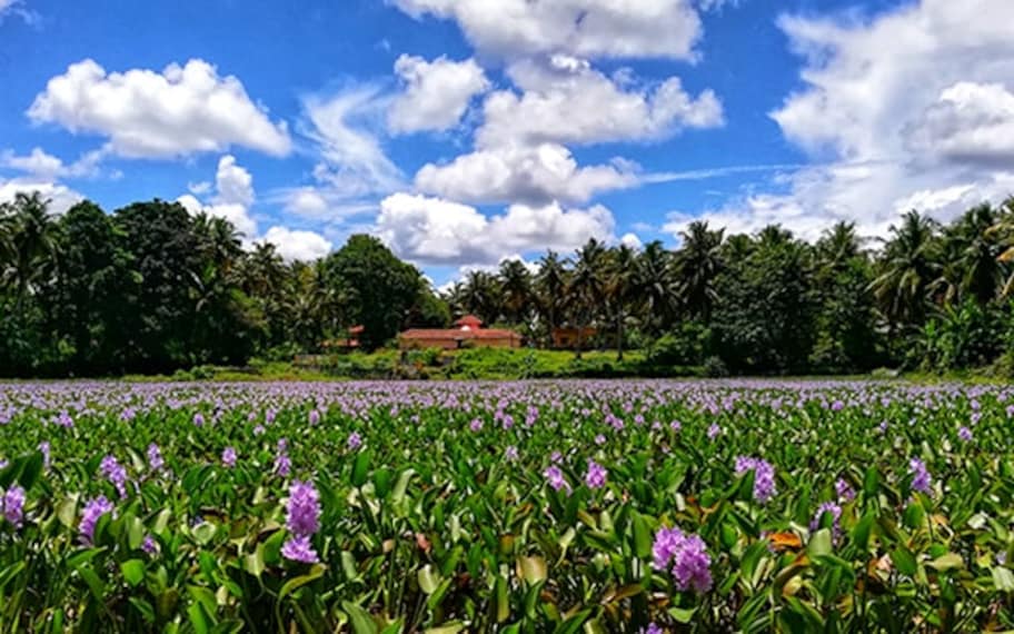 Udupi Barkur Landscape Image