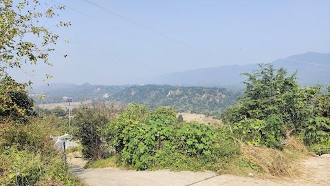 Bangana Lathian Piplu