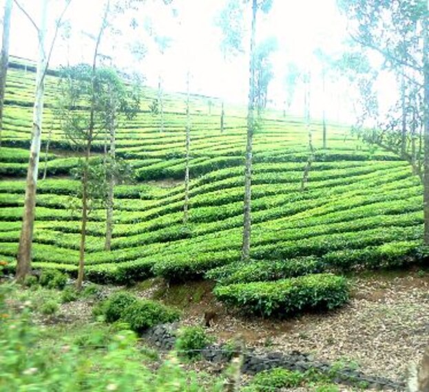 Vagamon Peerumedu Landscape Image