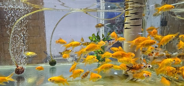 Sri_New_Annapoorna_Veg_Restaurant_2