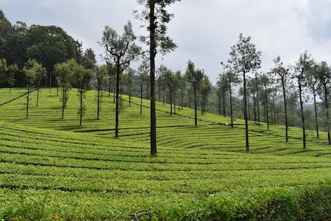 Tea Estate Garden