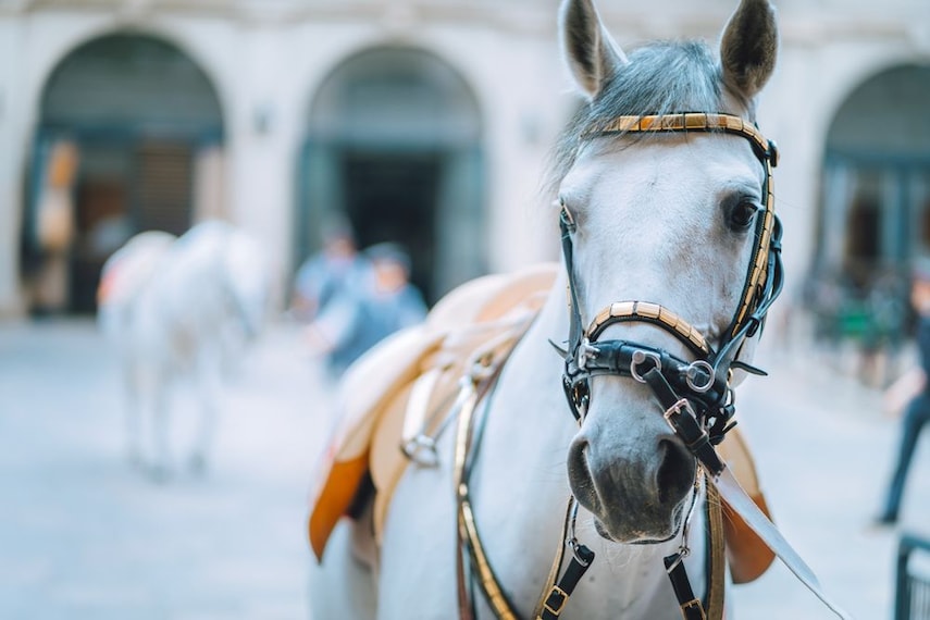 Spanish_Riding_School_3