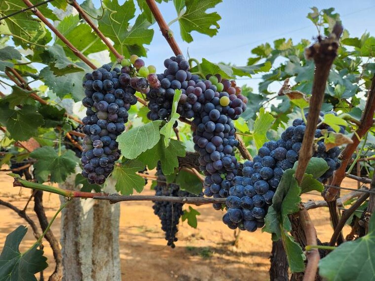 Big_Banyan_Wines_Bengaluru_7