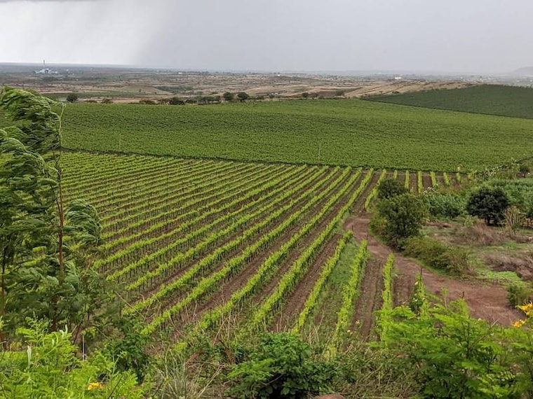 Fratelli_Wines_Solapur_3