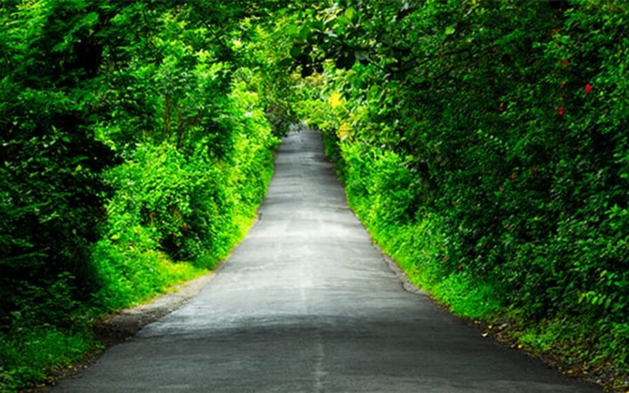 Wayanad Nature Walk Landscape Image