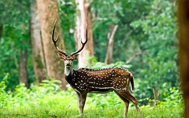 Wayanad Landscape Image