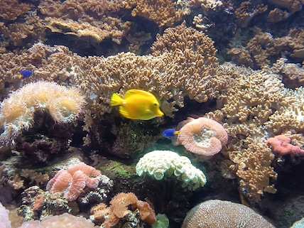 The Lost Chambers Aquarium at Aquaventure World