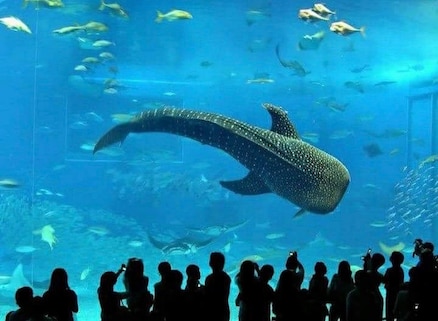 Istanbul Aquarium