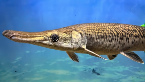 Hollywood Wax Museum & Aquarium