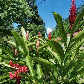 Jardin du Roi Spice Garden