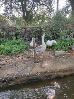 Chhota Kashmir Boat Club