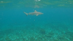 Blacktip Reef Shark Point