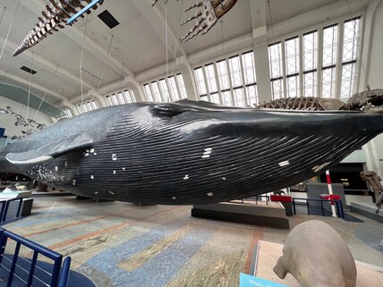 Natural History Museum