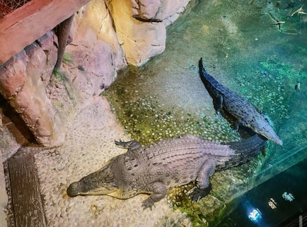 Dubai Aquarium & Underwater Zoo