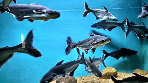 Namma Bengaluru Aquarium