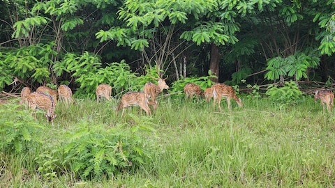 Wayanad Wildlife Sanctuary