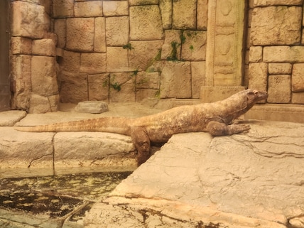 Shark Reef Aquarium at Mandalay Bay