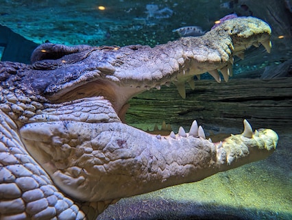 SEA LIFE Melbourne Aquarium
