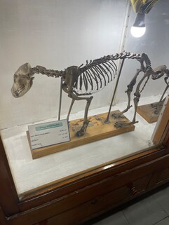 Egyptian Geology Museum