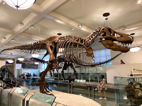 American Museum of Natural History