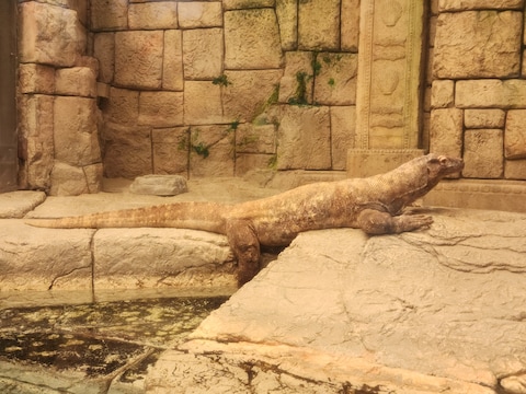 Shark Reef Aquarium at Mandalay Bay