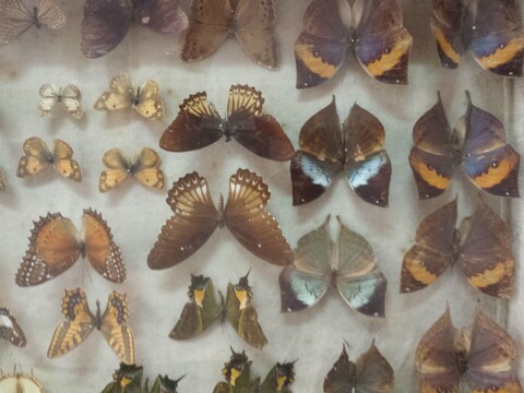 Wankhar Entomology Museum