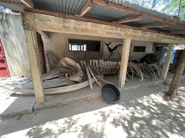 Baraka_Natural_Aquarium_Nungwi_2