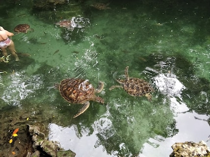 Baraka Natural Aquarium- Nungwi