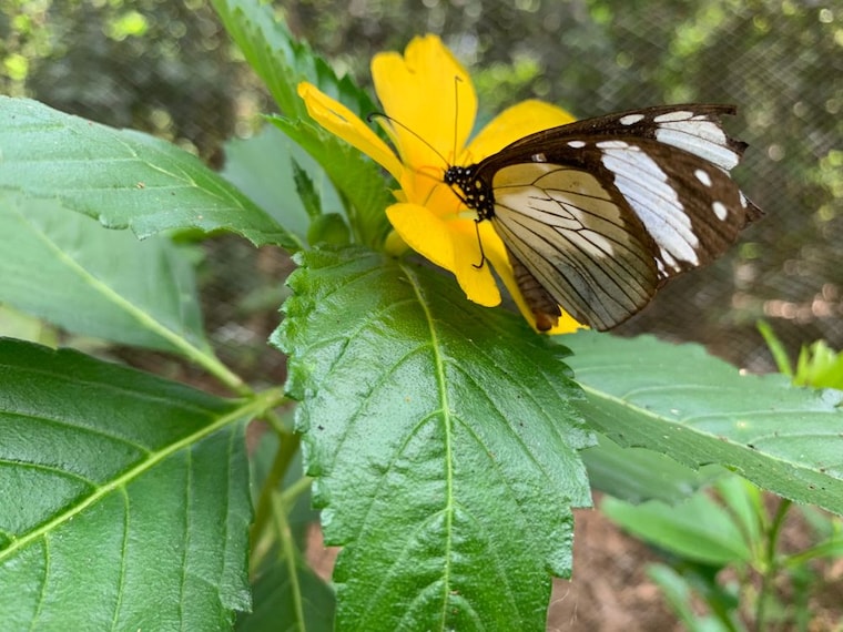 Zanzibar_Butterfly_Centre_2
