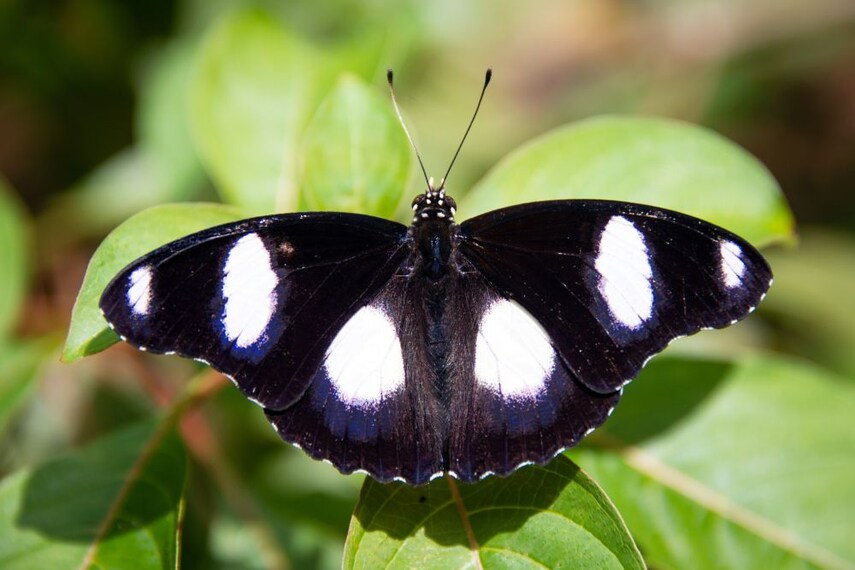 Zanzibar_Butterfly_Centre_3