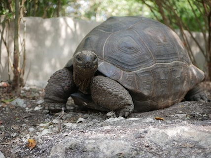 Zanzibar Kilosas Conservation