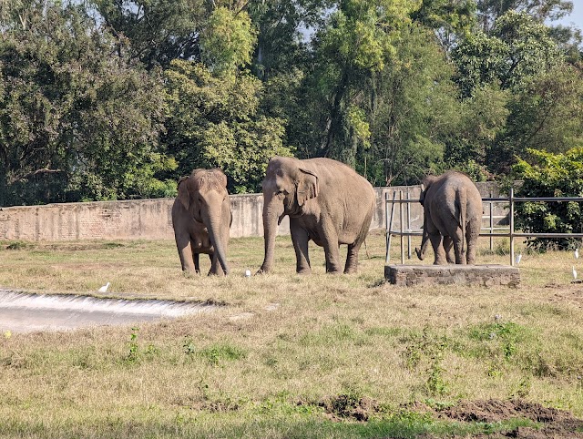 Mahendra_Chaudhary_Zoological_Park_3