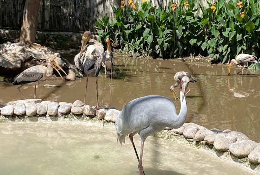 Mahendra_Chaudhary_Zoological_Park_4