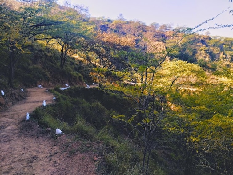 Nepali_Reserve_Forest_1