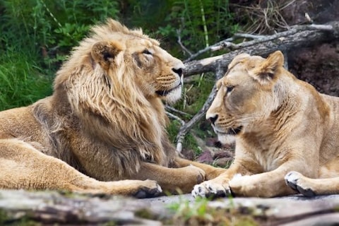 Zoo Zurich