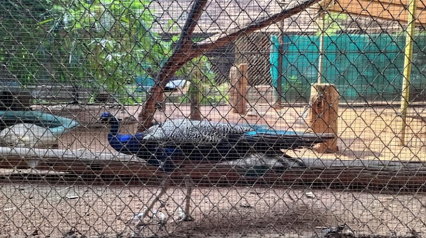 peacock-in-thrissur-zoo