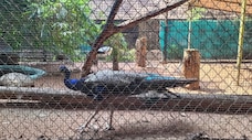 Thrissur Zoo and State Museum